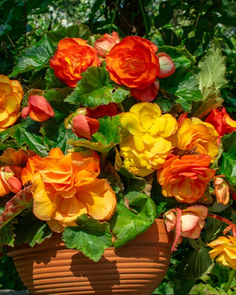 Begonia Cascade Sunray7